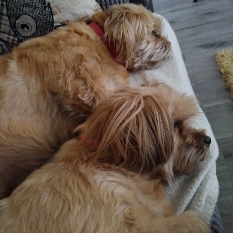 Two apricot cockapoos curled up asleep together on a cream blanket
