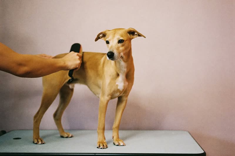 Dog standing on a grooming table being brushed out by a groomer's hands