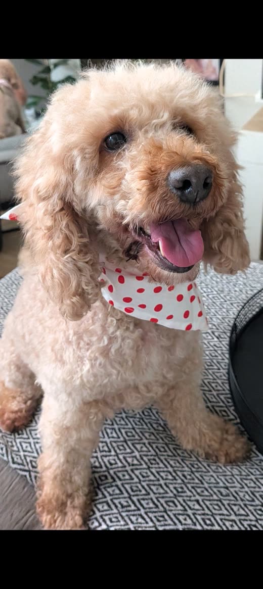 Freshly groomed apricot cockapoo sitting up on a rug after a full groom