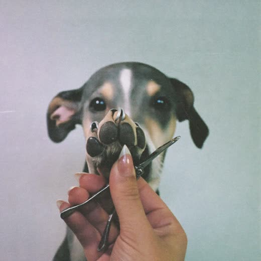 Dog's paw held in a groomer's hand during a nail trim