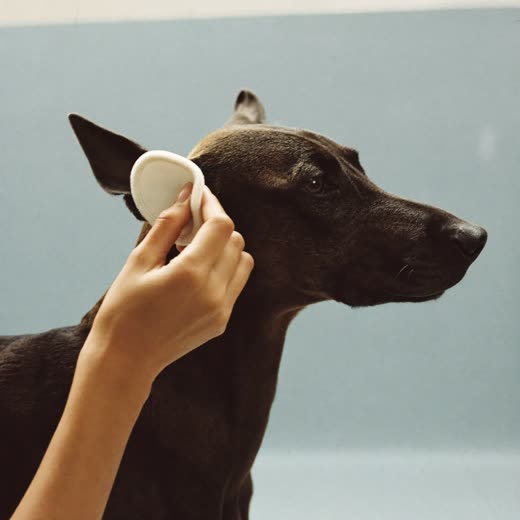 Dog's ear being gently cleaned with a cotton pad
