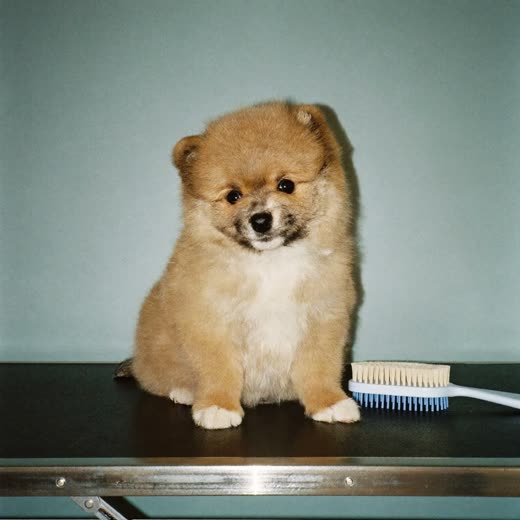 Small fluffy puppy sitting calmly on a grooming table after brushing